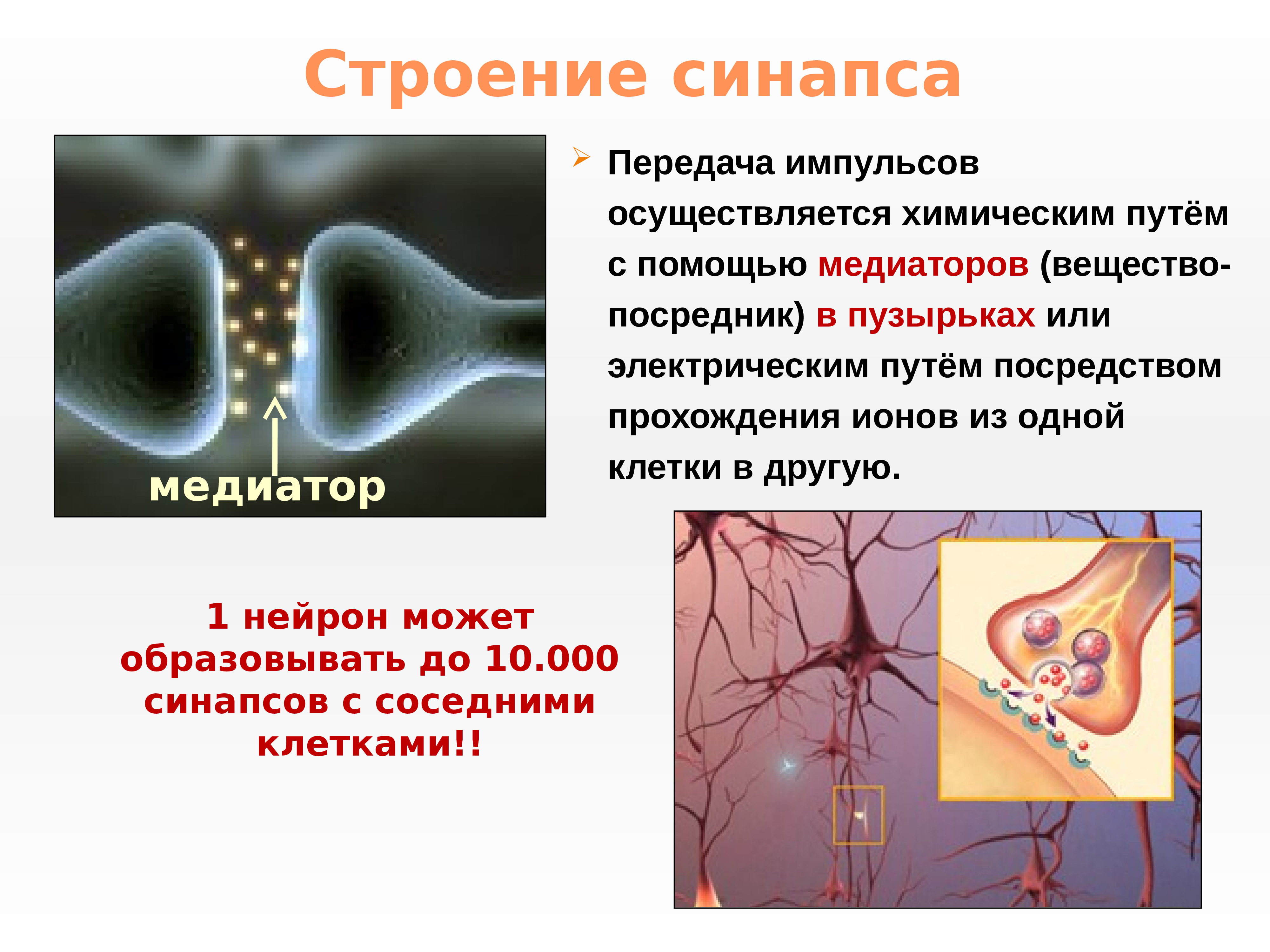 Ткань передающая импульс. Нейромедиаторы в синапсах. Строение синапса. Строение синапса и передача нервного импульса. Строение синапса и нейромедиаторы.