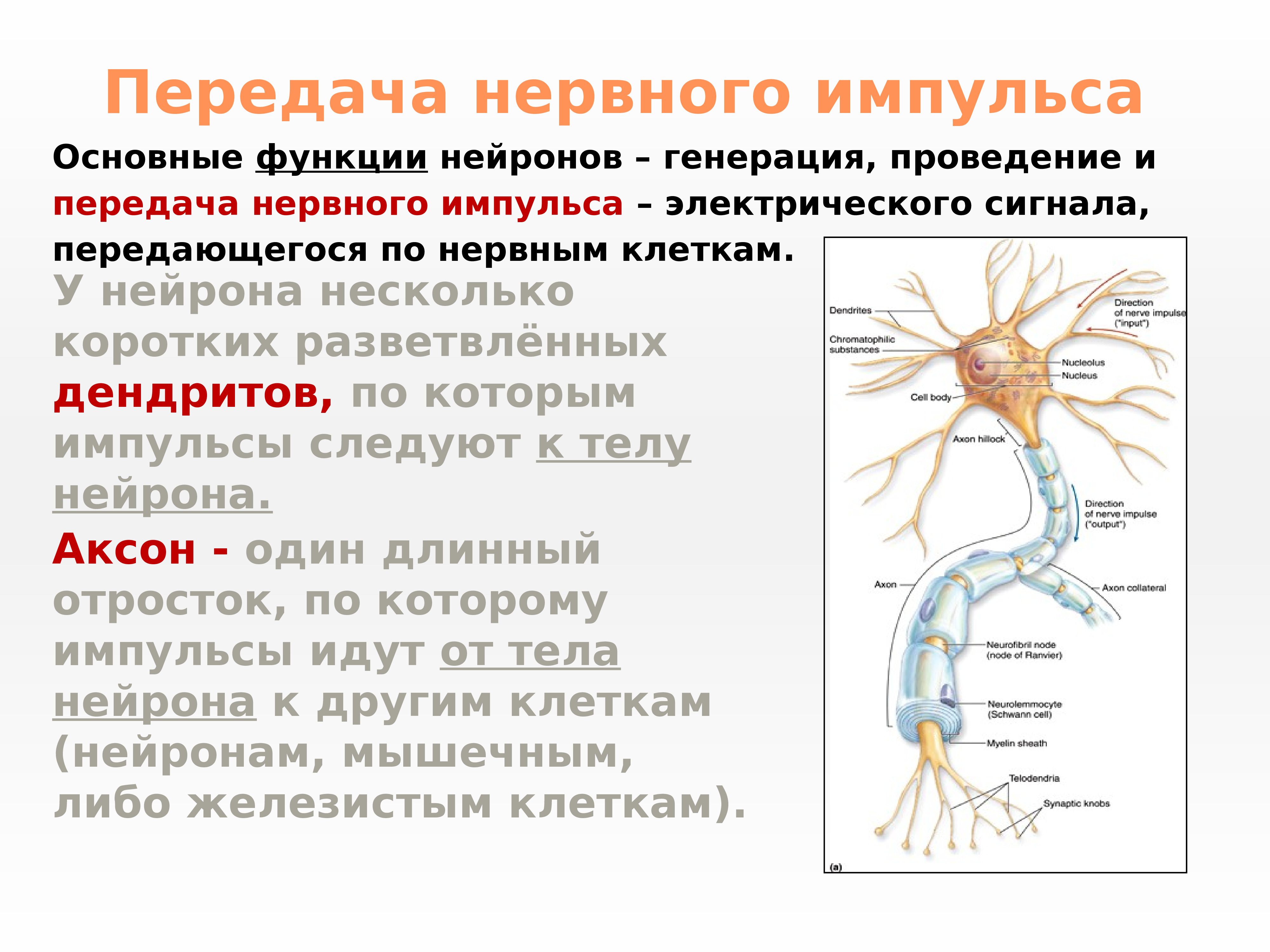 1 функции нервов