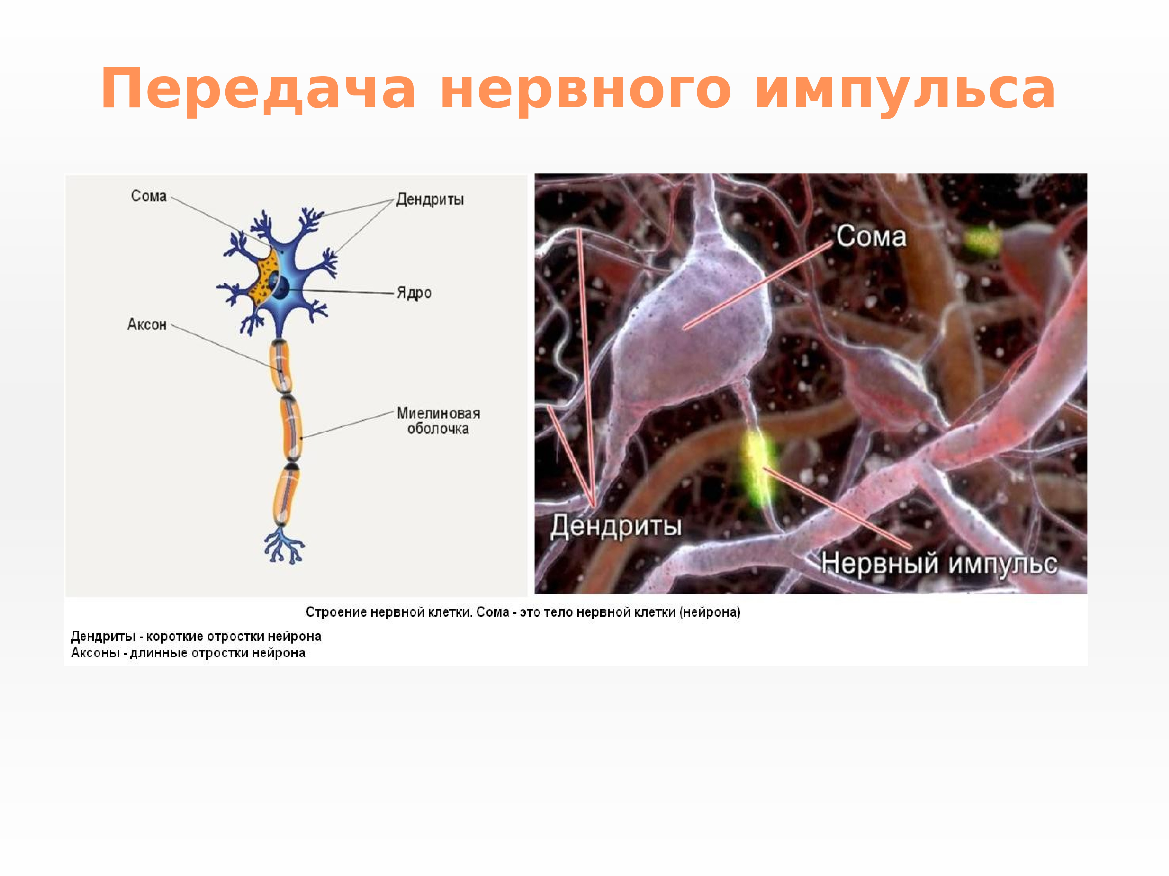 Импульсы нервной клетки. Нейроны строение передача импульса. Передача импульса по нейрону. Схема передачи нервного импульса. Строение нервного импульса.