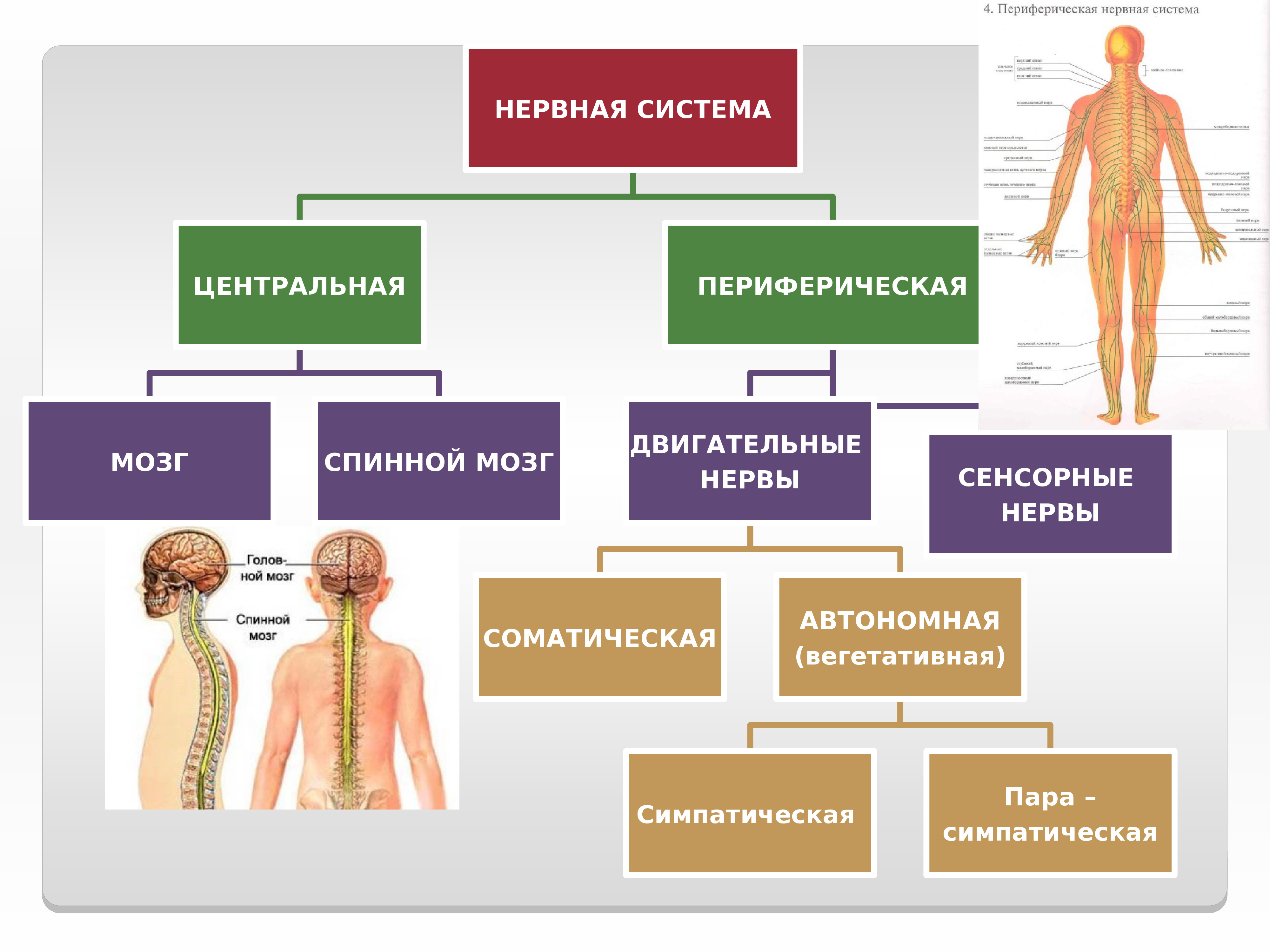 Функции центральной и периферической. Общая схема нервной системы человека. Основные отделы центральной нервной системы человека схема. Нервная система Центральная и периферическая схема. Нервная система человека строение и функции схема.