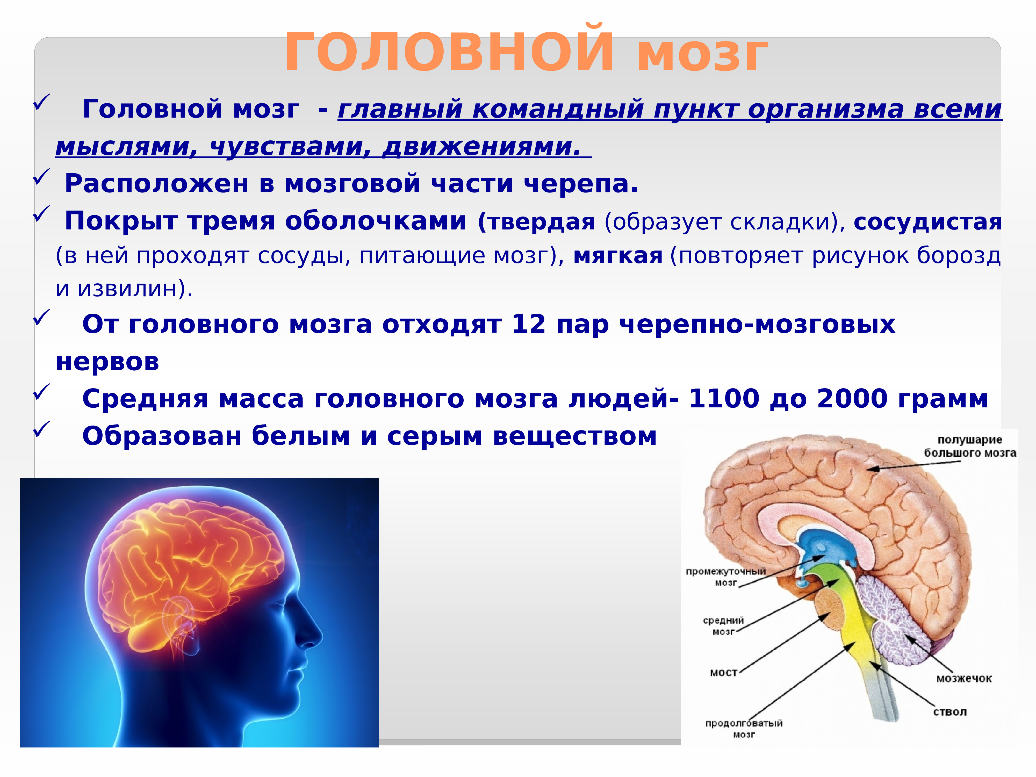 Значение в организме головного мозга. Головной мозг. Структура и функции нервной системы. Строение нервной системы человека. Нервная система человека строение и функции.