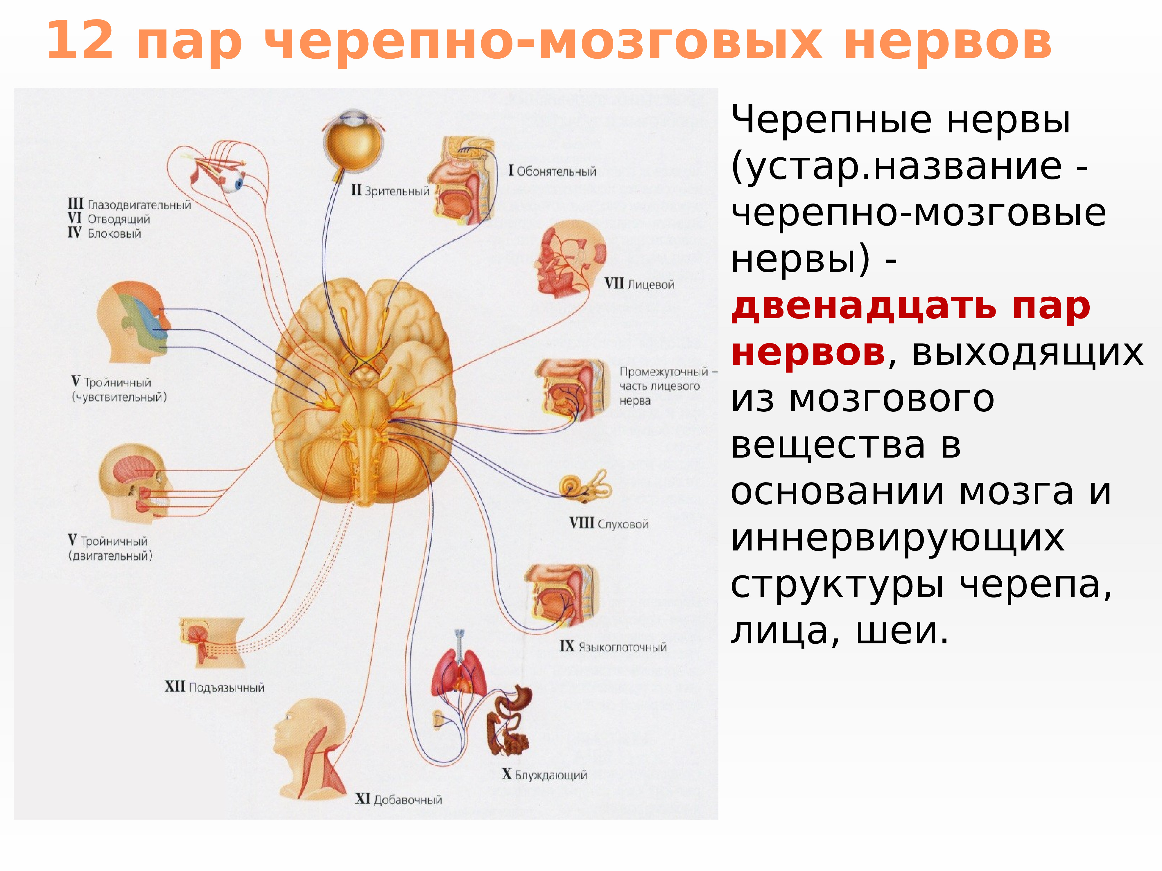 Сколько пар черепных нервов отходит. 12 Пар черепных мозговых нервов. 12 Пара черепных нервов ядра. 12 Пар черепно-мозговых нервов иннервация. 12 Пар черепно-мозговых нервов строение.