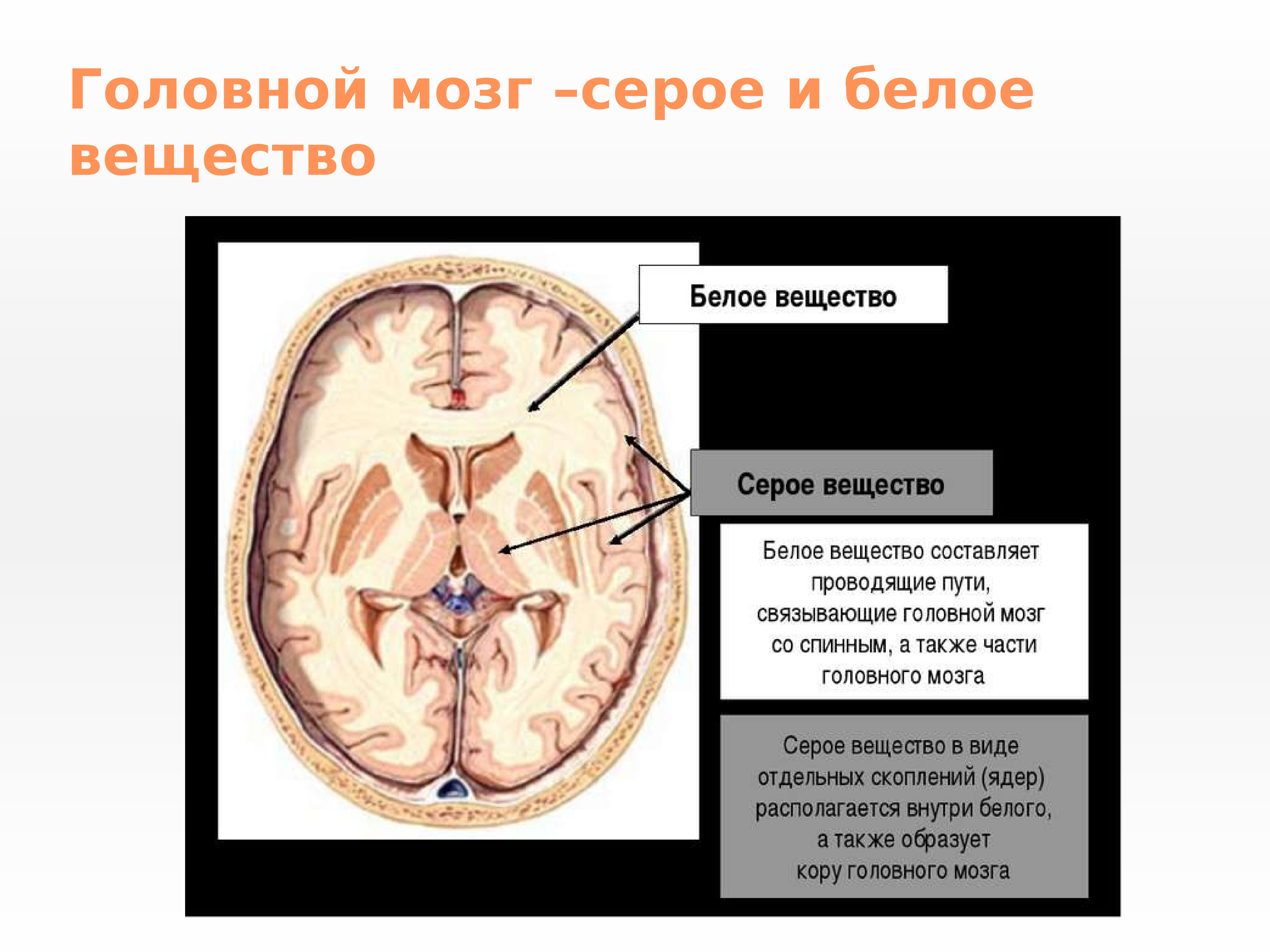Какую функцию выполняет серое вещество мозга. Белое и серое вещество головного мозга функции. Серое и белое вещество головного мозга анатомия. Строение мозга серое и белое вещество. Анатомия серого вещества ствола головного мозга..