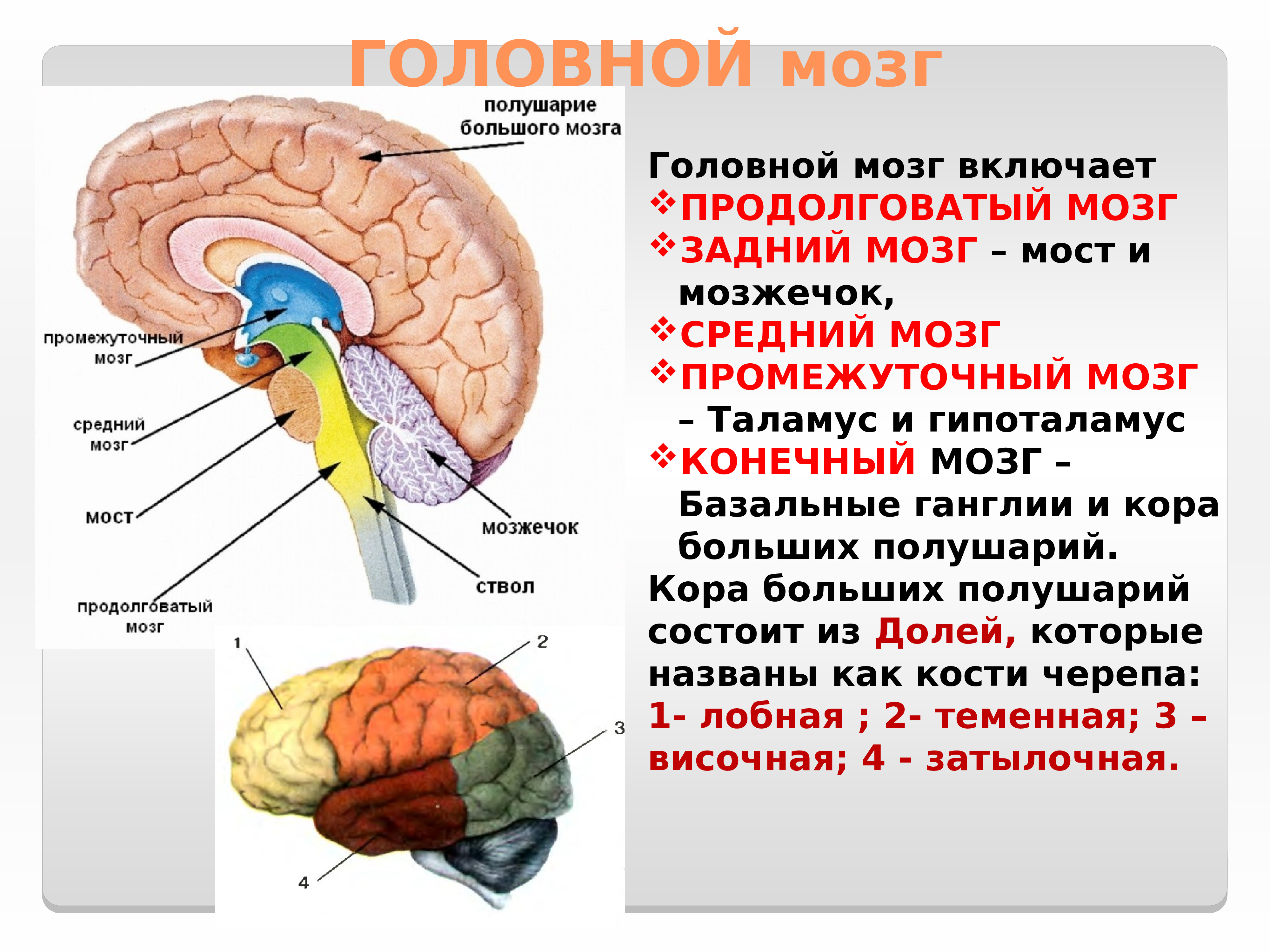 Задний отдел головного мозга состоит. Отдел головного мозга продолговатый мозг промежуточный мозг. Головной мозг строение мозжечок мост. Строение головного мозга ствол мозжечок.