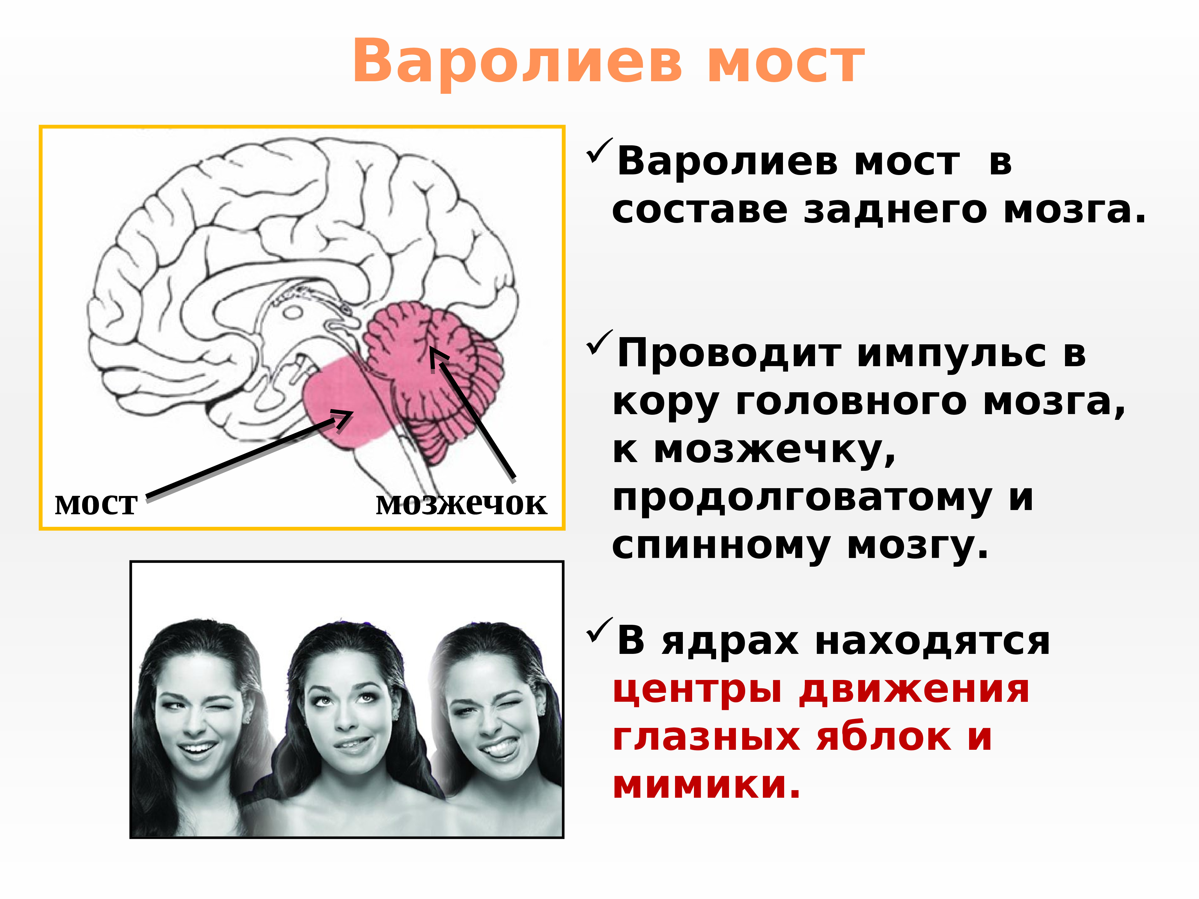 Мост мозга состоит из. Головной мозг варолиев мост. Строение мозга варолиев мост. Варолиев мост анатомия функции. Строение головного мозга человека варолиев мост.