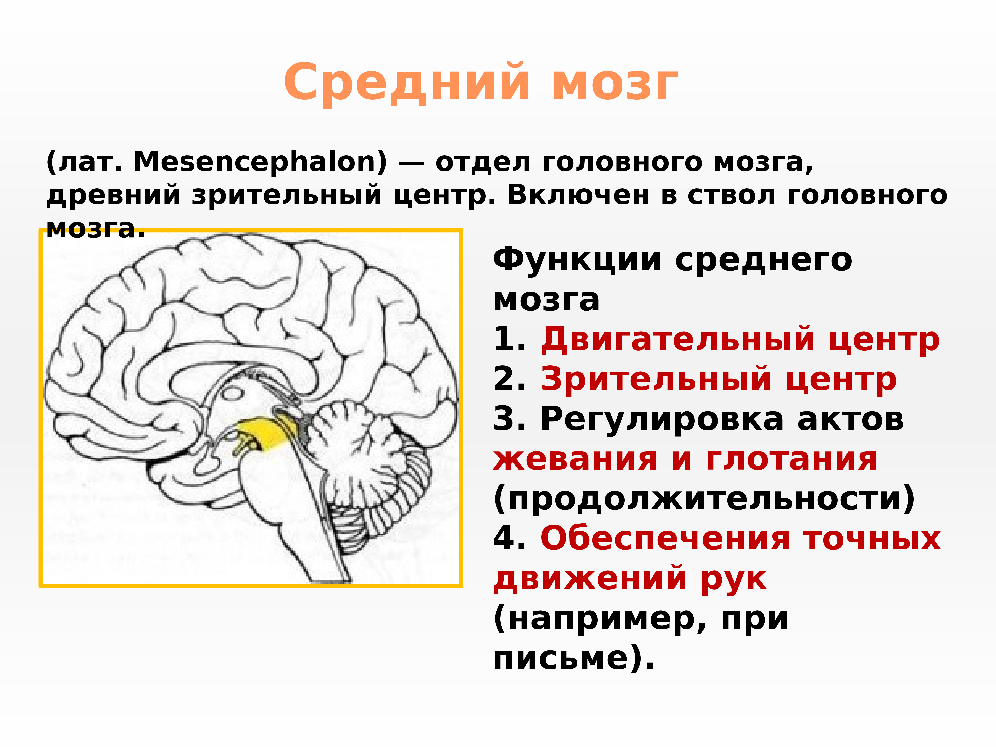 Ножки мозга отдел. Основные центры среднего мозга. Строение и функции среднего мозга. Средний мозг строение структура функции. Функции нервных центров среднего мозга.