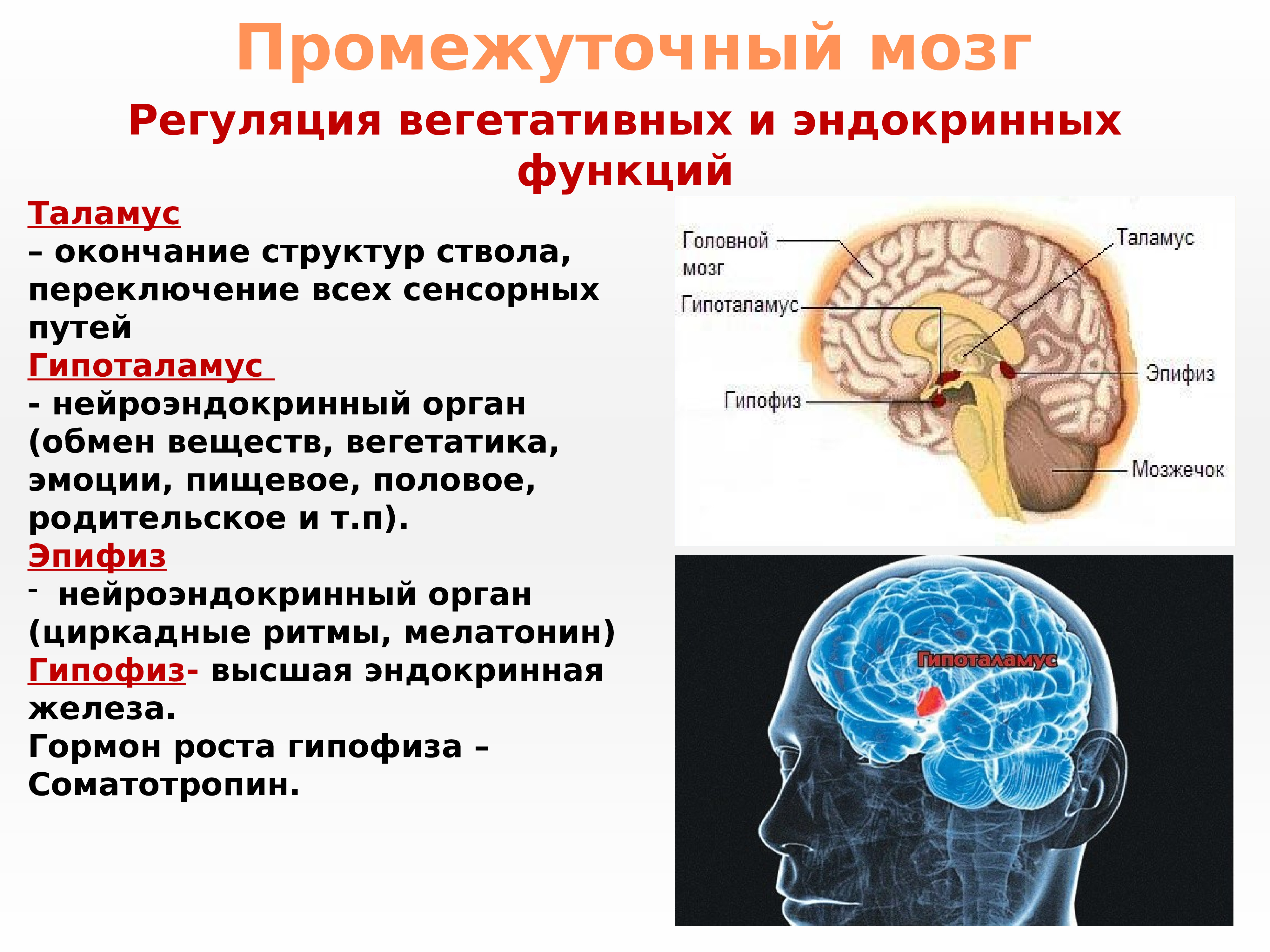 Таламус и гипоталамус какой отдел мозга. Промежуточный мозг строение и функции кратко. Промежуточный мозг анатомия функции. Функции таламуса промежуточного мозга. Строение промежуточного мозга кратко.