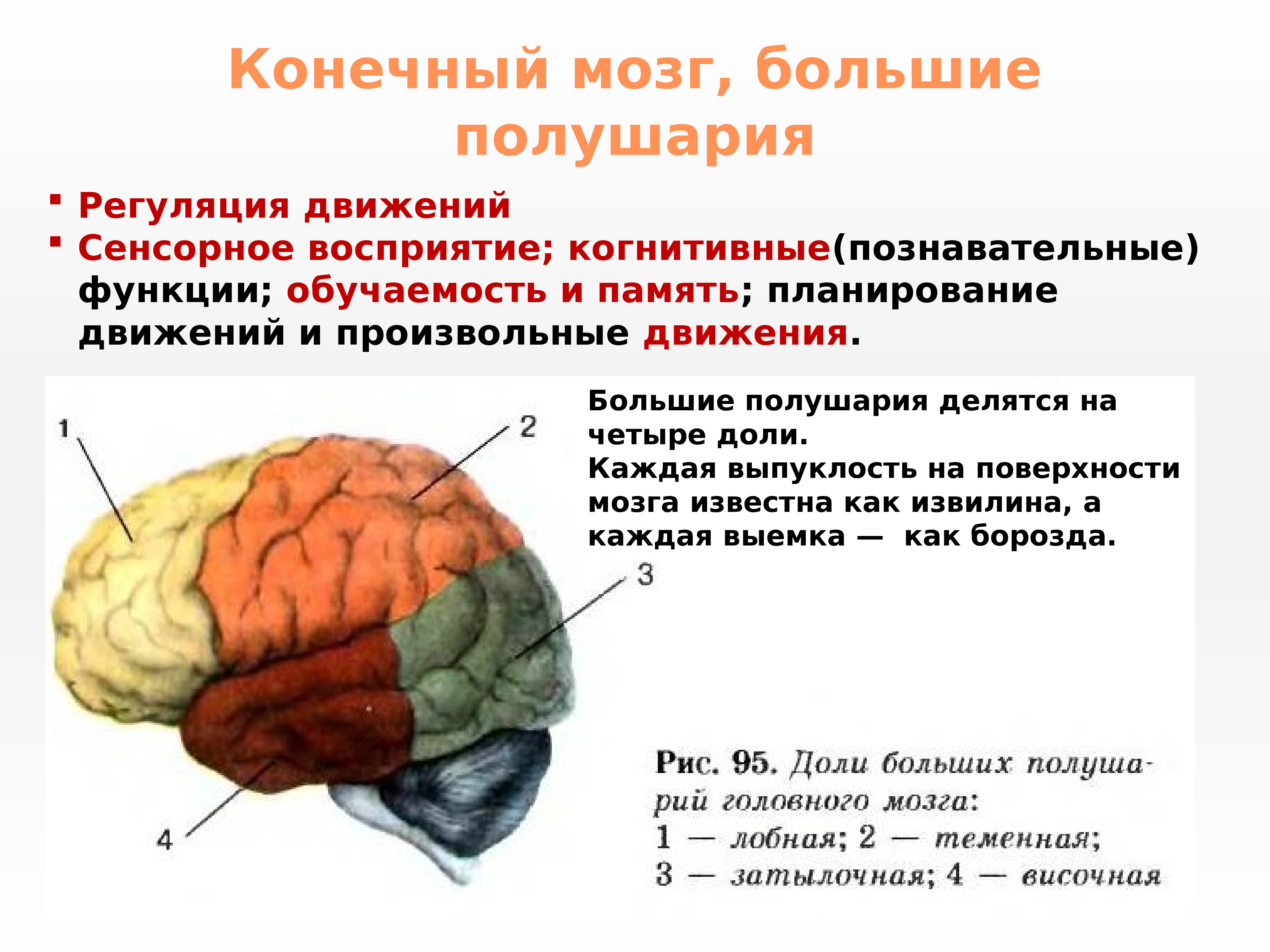 Большие полушария строение и функции. Конечный мозг строение и функции анатомия. Функции конечного мозга в головном мозге человека. Строение конечного отдела головного мозга. Мозг строение конечный мозг.