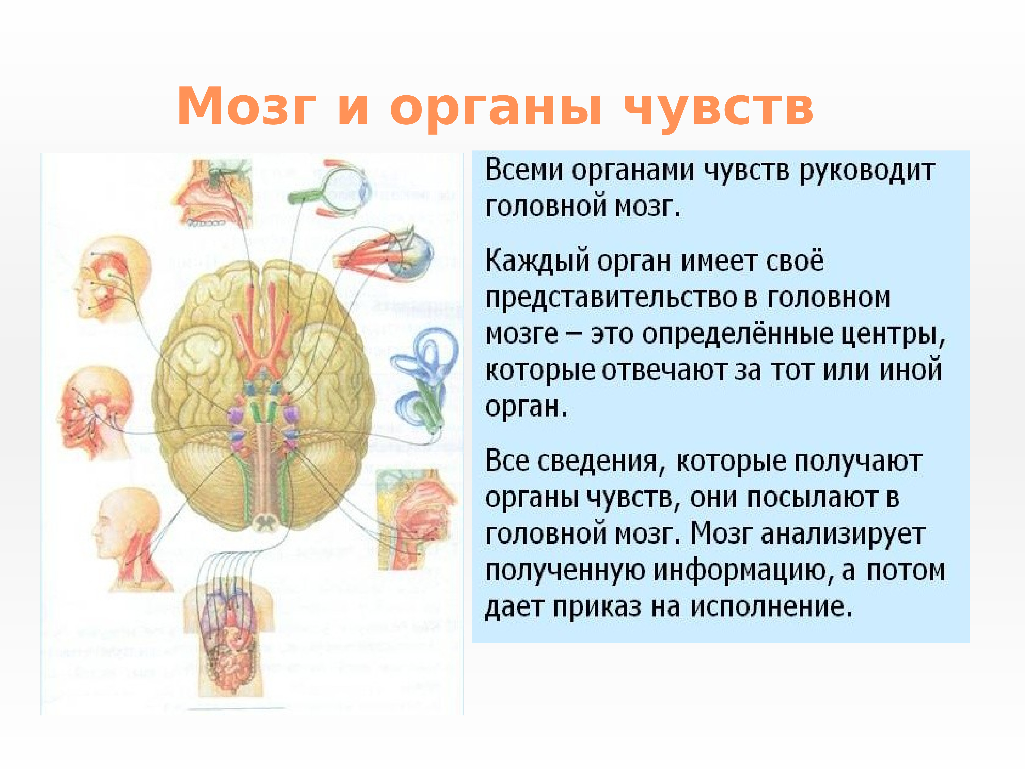 Мозг главный орган