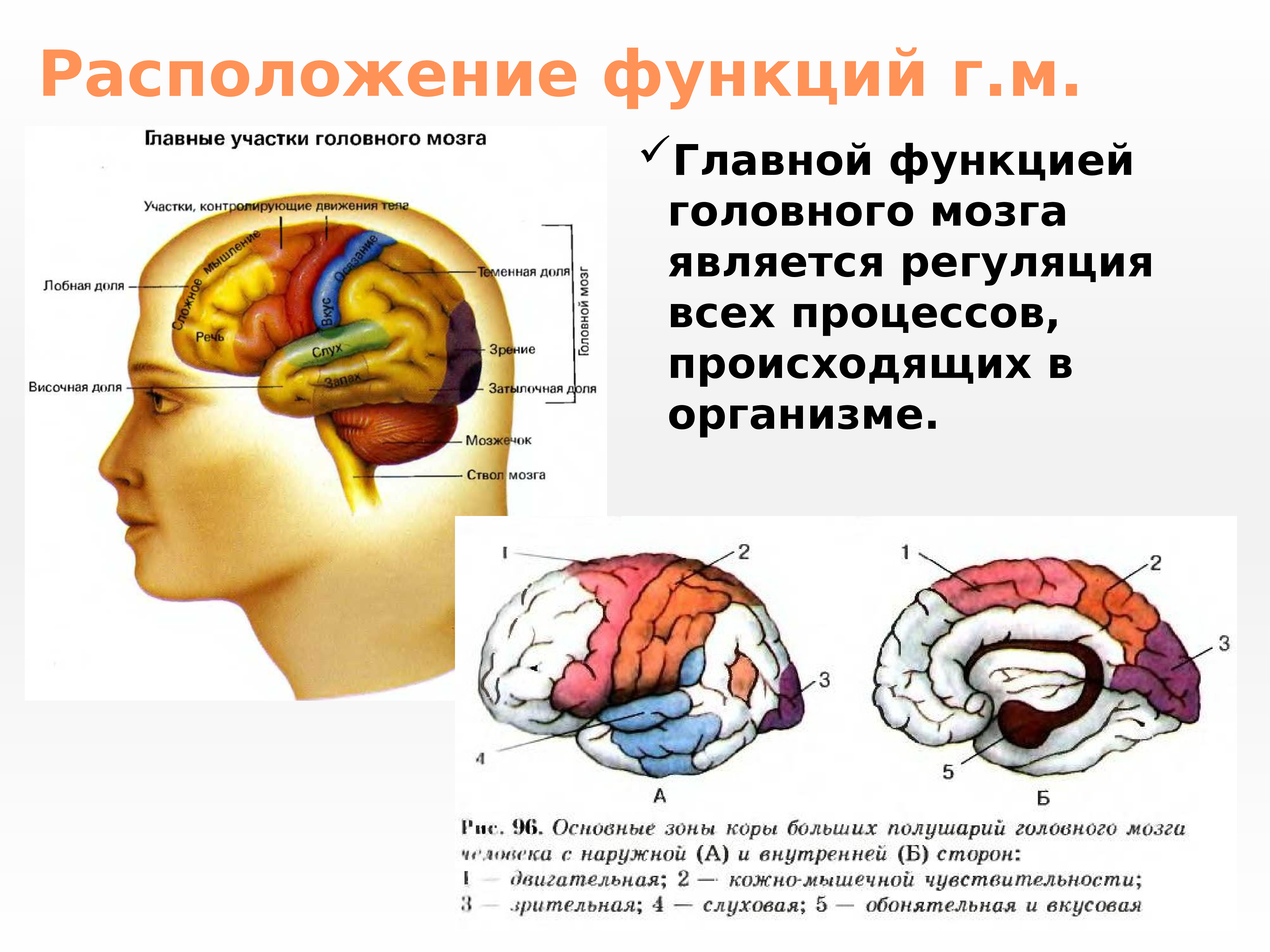 Роль мозга в организме. Расположение головного мозга. Участки головного мозга. Головной мозг местоположение. Строение головного мозга человека.