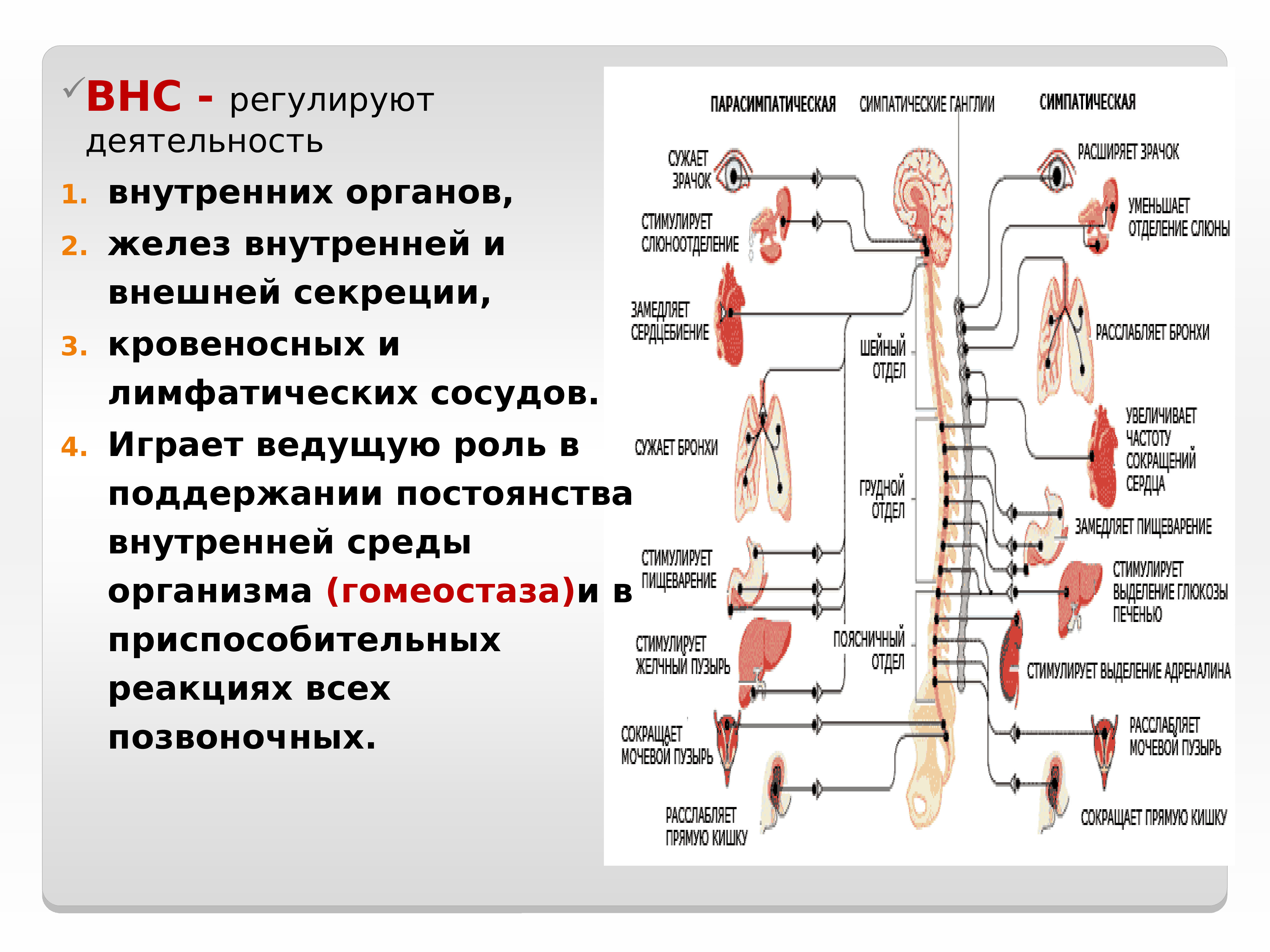 Как нервная система регулирует обмен органических веществ. Вегетативная нервная система человека. Автономная нервная система регулирует. Вегетативная НС регулирует. Симпатическая и парасимпатическая нервная система.