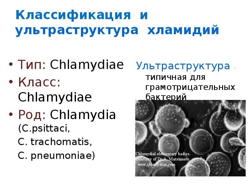 Хламидия chlamydia