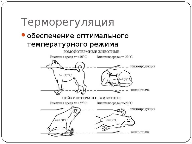 Виды поведения животных презентация