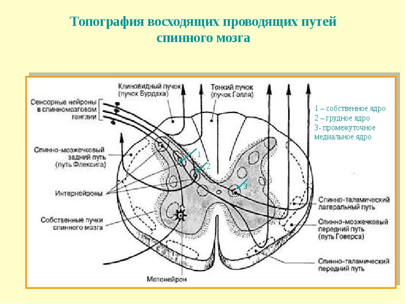 Расположение проводящих путей спинного мозга схема