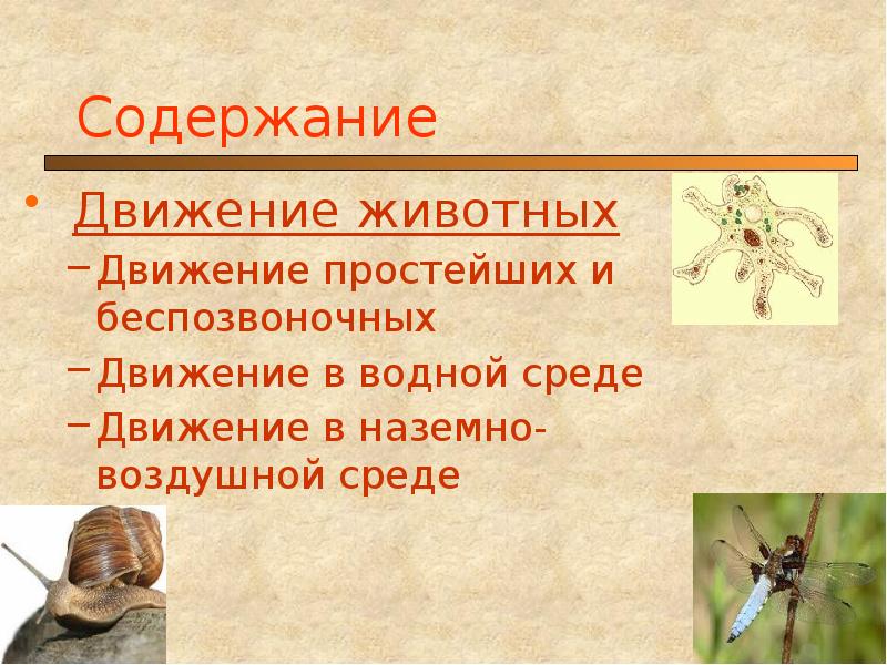 Движение беспозвоночных. Движение животных в водной среде. беспозвоночные наземно воздушной среды. движение животных в наземной среде. простейшие беспозвоночные.