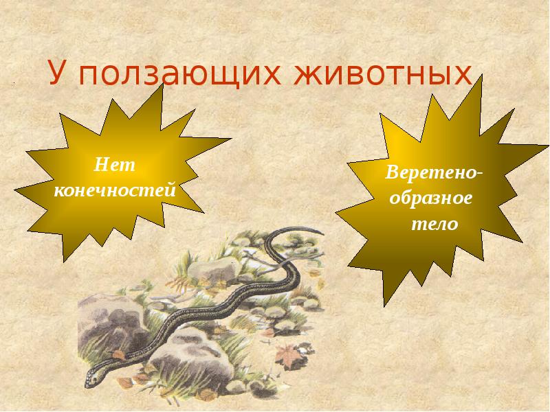 обтекаемая форма тела у птиц. 11 класс движение в природе. закон сохранения импульса в живой природе. обтекаемая форма тела плавники ласты хвост. проявление импульса в природе и технике.