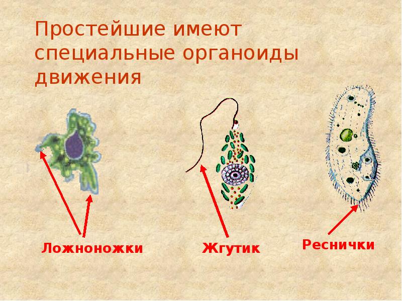 Реснички и жгутики эукариот