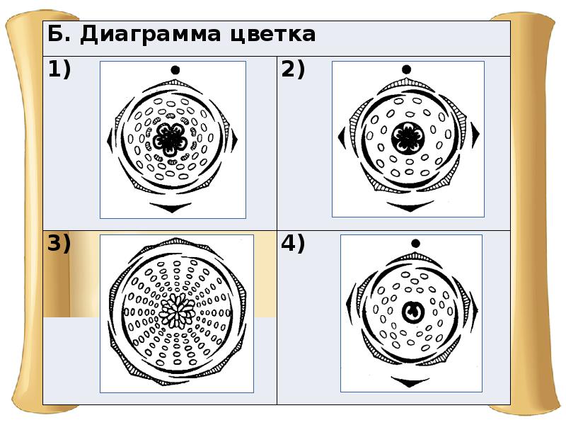 Какому классу относят растение диаграмма цветка которого показана на рисунке