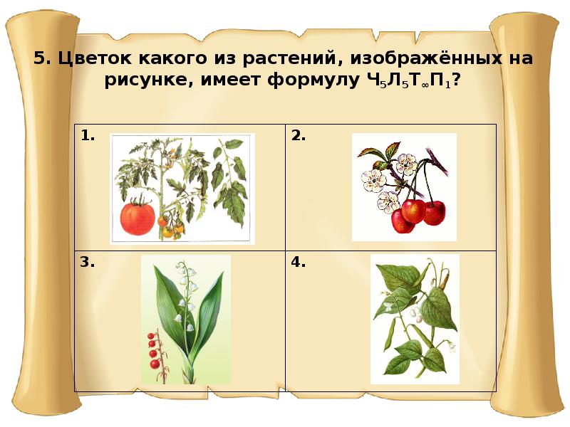 На рисунке 1 изображено растение и внутреннее. Растения изображенные на рисунке. Какое растение изображено на рисунке. Раздельные растения. Формулу ч5л5тxп1.