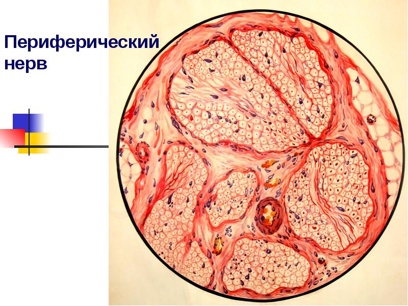 Периферический нерв ткань фото Нервная система