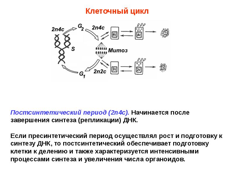 Большинство клеток. Постсинтетическая модификация коллагена.