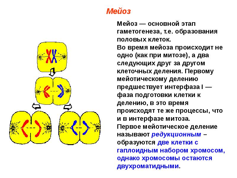 Мейотическое деление клеток зона. Большинство клеток имеет. Первое мейотическое деление микронуклеуса. При гаметогенезе мейотическое деление клеток происходит в зоне. Редукционное деление.