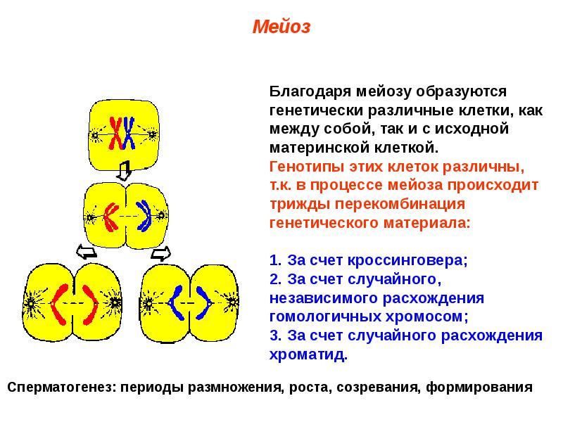 Большинство клеток. Перекомбинация генетического материала происходит. Исходная материнская клетка. Перекомбинация генетического материала происходит в периоды. Перекомбинация генетического материала в мейозе.