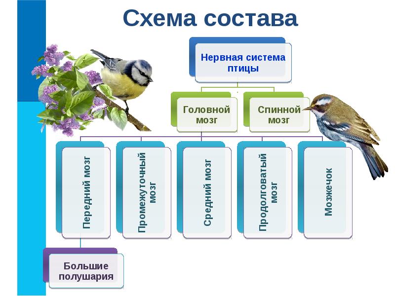 Что такое схема состава