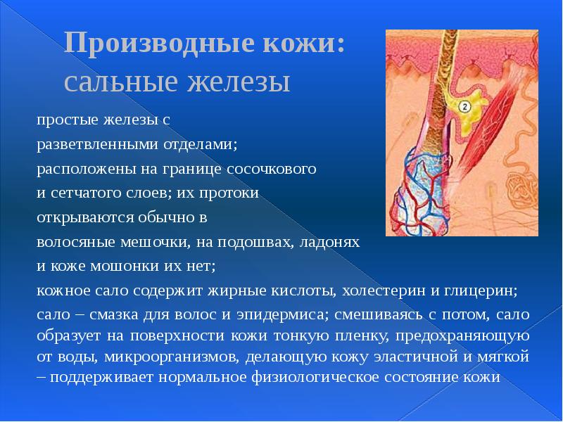 Производные кожи: сальные железы  простые железы с  разветвленными отделами;