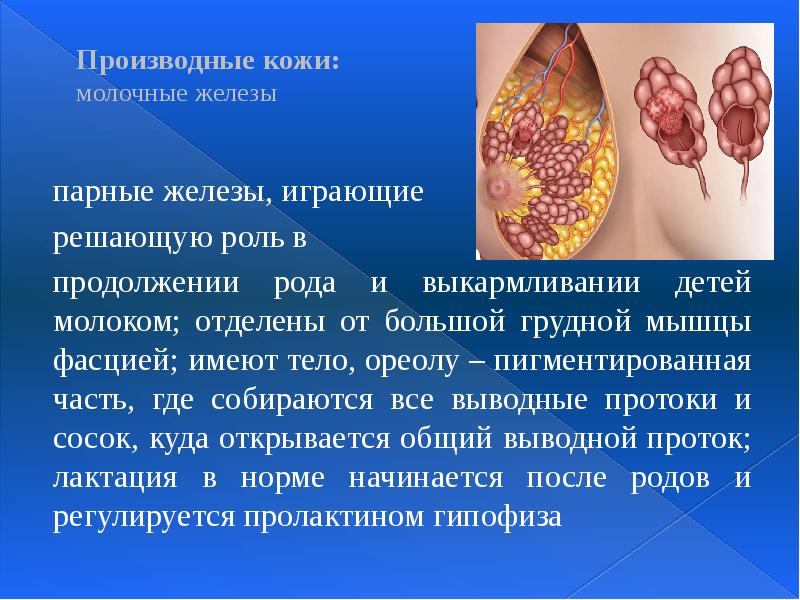 Производные кожи:  молочные железы  парные железы, играющие  решающую