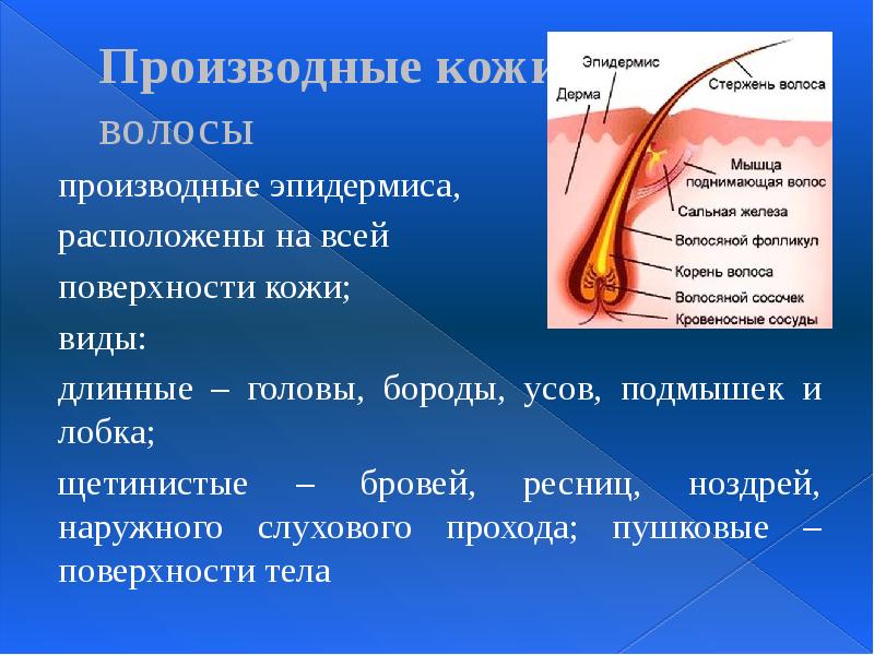 Производные кожи:  волосы производные эпидермиса,  расположены на всей 