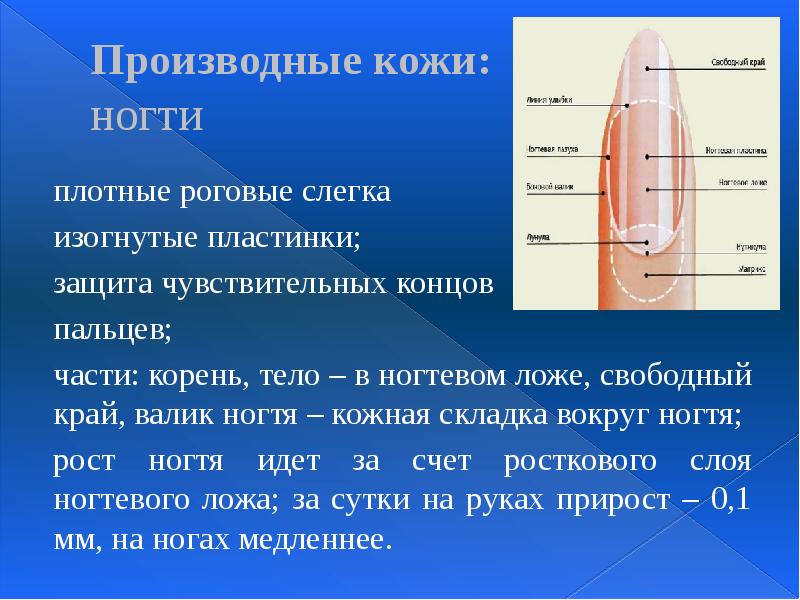 Производные кожи:  ногти плотные роговые слегка  изогнутые пластинки; 