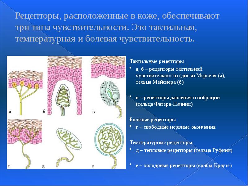 Рецепторы, расположенные в коже, обеспечивают три типа чувствительности. Это тактильная, температурная