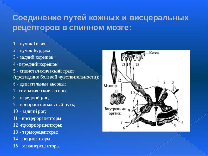 Соединение путей кожных и висцеральных рецепторов в спинном мозге: 1 -