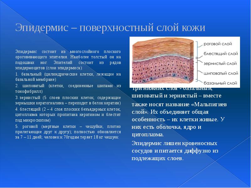 Эпидермис – поверхностный слой кожи Эпидермис состоит из многослойного плоского ороговевающего
