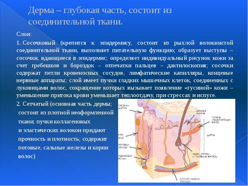 Дерма – глубокая часть, состоит из соединительной ткани.&nbsp; Слои: 1.&nbsp;Сосочковый (крепится
