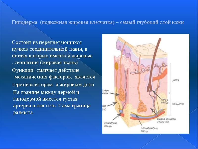 Гиподерма (подкожная жировая клетчатка) – самый глубокий слой кожи  