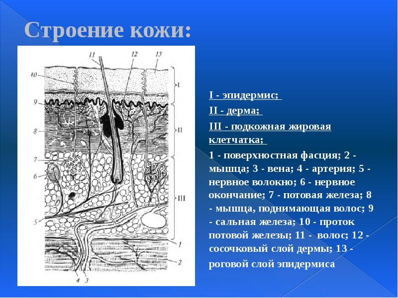 Строение кожи:  I - эпидермис;  II - дерма; 