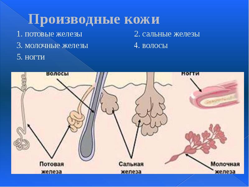 Производные кожи  1.&nbsp;потовые железы      