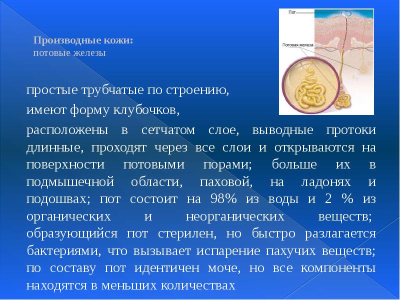Производные кожи:  потовые железы   простые трубчатые по строению,