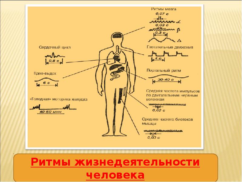 Биоритмы презентация по биологии