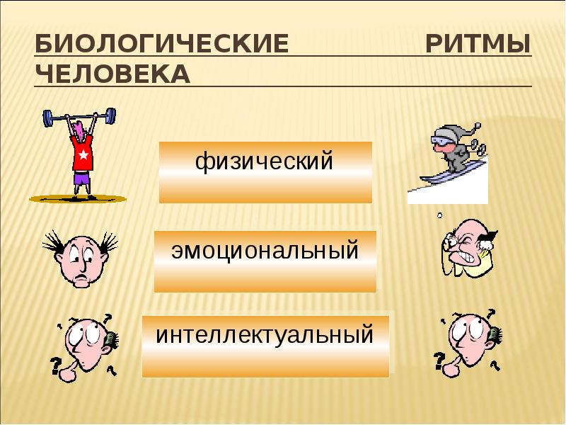 Виды биоритмов человека презентация