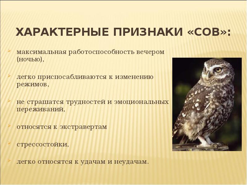 Секреты биологических часов человека у жаворонков и сов презентация