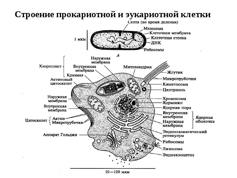 Прокариотная. Строение прокариотной и эукариотной клетки. Жгутик прокариотной клетки строение и функции. Строение эукариотной клетки урок. Сравнительная анатомия беспозвоночных.