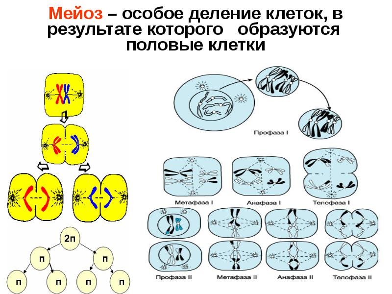 Деление клеток картинки