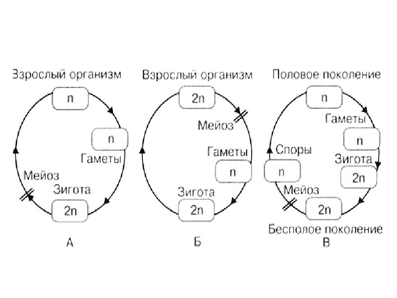 Мейоз в жизненном цикле организмов. Виды мейоза. Гаметный мейоз. Схема жизненного цикла организма мейоз. Зиготный Тип мейоза.