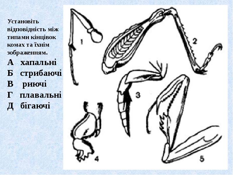 Виды конечностей. Строение и типы конечностей насекомых. Ходильные конечности насекомых. Типы конечностей у насекомых таблица. Ходильный Тип конечностей.