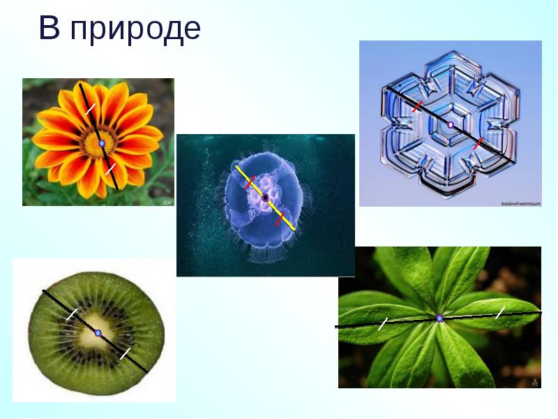 Симметрия в природе и искусстве 2 класс школа 21 века презентация