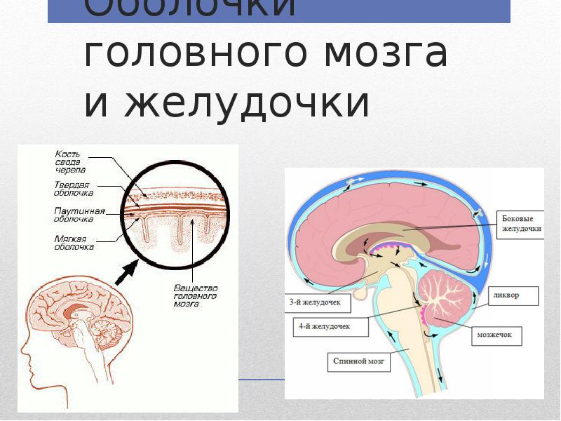 Цистерны оболочек мозга