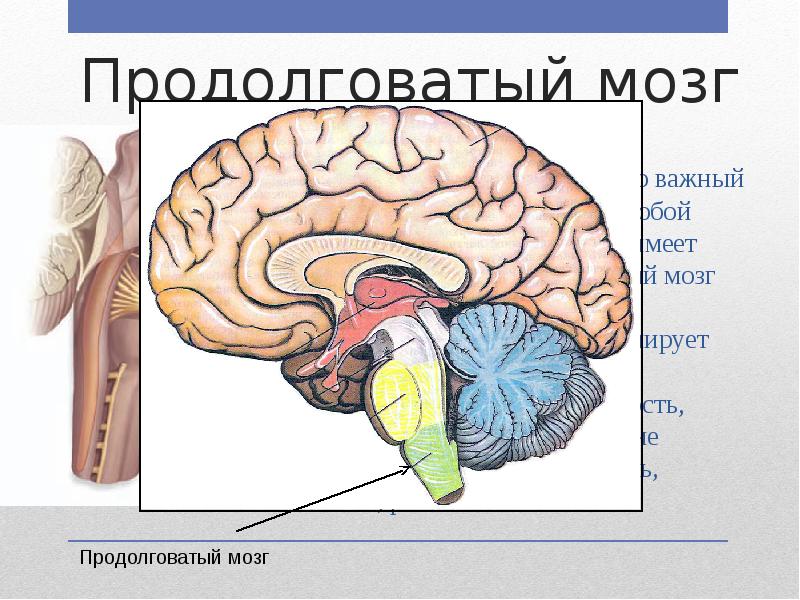 Функции среднего мозга 8 класс биология. Строение головного мозга. Строение головного мозга человека. Продолговатый мозг и варолиев мост. Строение головного мозга человека фото с описанием.